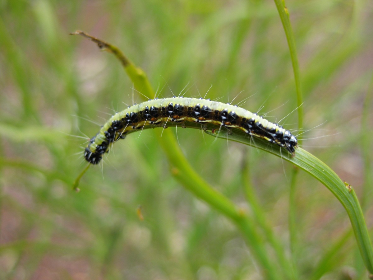 IMG_0345 caterpillar_FaunaGallery_0.JPG